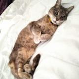 Picture of cat lost at Marseille