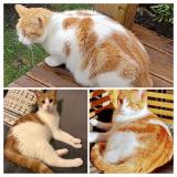 Picture of cat lost at Aurillac