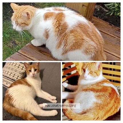 Photo 1/1 Tigrou Chat lost in Aurillac