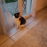 Picture of cat lost at Collegien