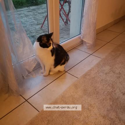 Photo 1/1 Cat reunited Lost in Collegien