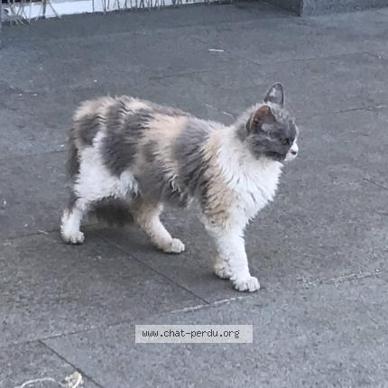 Foto 1/1 Kat teruggevonden Vermist in Dampicourt
