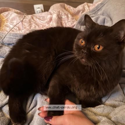 Foto van vermiste kat in Yvoir