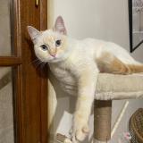 Picture of cat lost at Caubeyres