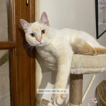 Photo 1/1 Plume Chat lost in Caubeyres