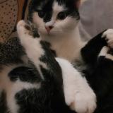 Picture of cat lost at Loyers