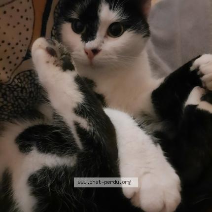 Photo 1/1 Rawette Chat lost in Loyers