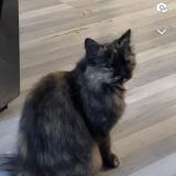 Picture of cat lost at Valenciennes