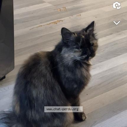 Photo 1/1 Luna Chat lost in Valenciennes