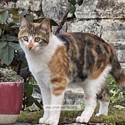Photo 1/1 Chica Chat lost in Sarrazac