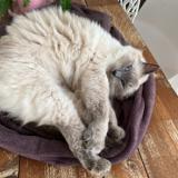 Picture of cat lost at L Herbergement