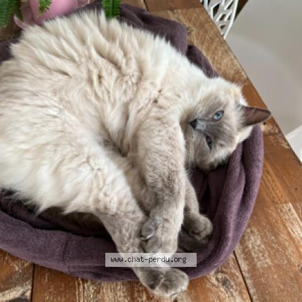 Photo 1/1 Daisy Chat lost in L herbergement