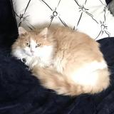 Picture of cat lost at Tourville Sur Sienne