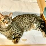 Picture of cat lost at Strasbourg