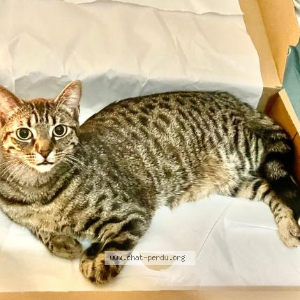 Photo 1/1 Cat reunited Lost in Strasbourg