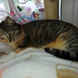 Picture of cat lost at La Tour Du Crieu