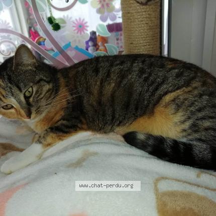 Photo 1/1 Stitch Chat lost in La tour du crieu