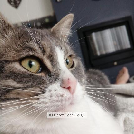 Photo 1/2 Gary Chat lost in Vise