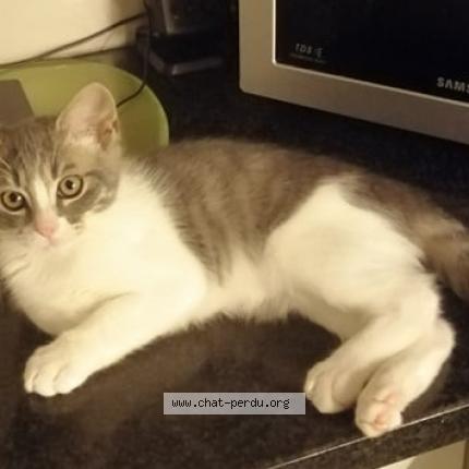 Photo 2/2 Gary Chat lost in Vise