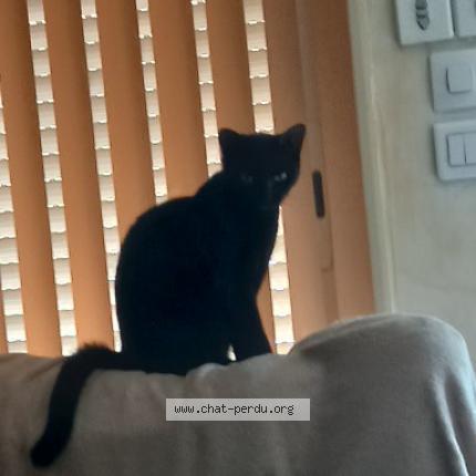 Photo 1/1 Timie Chat lost in Montbeton