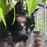 Picture of cat lost at Nogaro