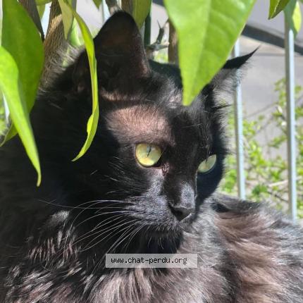 Photo 1/1 Arya Chat lost in Nogaro