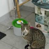 Picture of cat lost at Brest