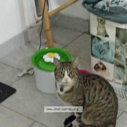 Photo 1/1 Cat reunited Lost in Brest
