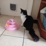 Picture of cat lost at Pont L Abbe