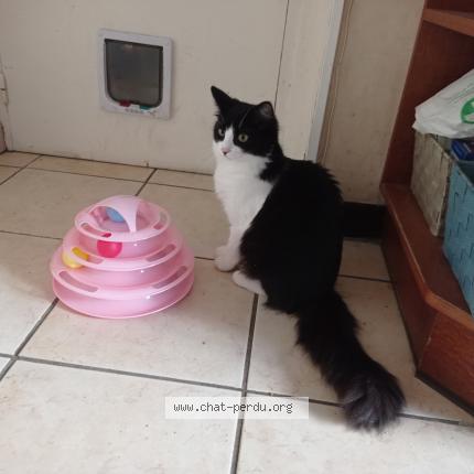 Photo 1/1 Doumia Chat lost in Pont l abbe