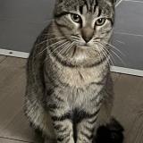 Picture of cat lost at Marseille