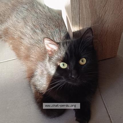 Foto 1/1 Kat teruggevonden Vermist in Mouscron