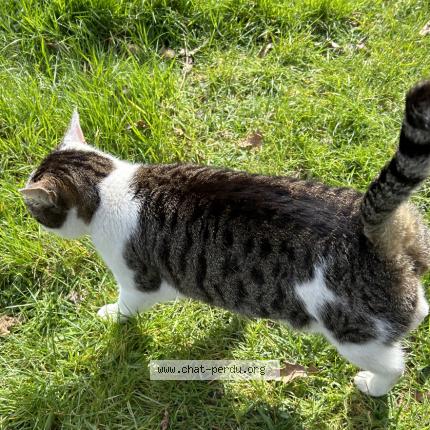 Photo 1/1 Guizmo Chat lost in Le cellier