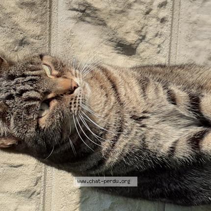 Photo 1/1 Ma&eacute;va Chat lost in Saint germain du plain