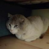 Picture of cat found at Montboucher Sur Jabron