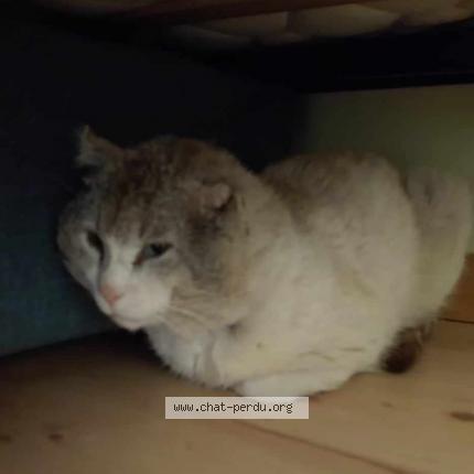 Photo 1/1 Cat reunited Found in Montboucher sur jabron