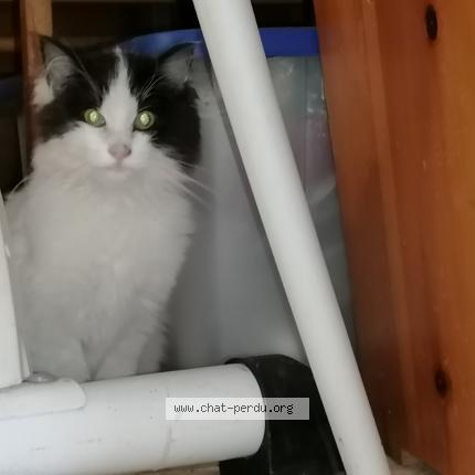 Photo 1/1 Cat reunited Found in St legier