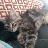 Picture of cat lost at La Chaume