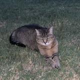 Picture of cat lost at Toulouse