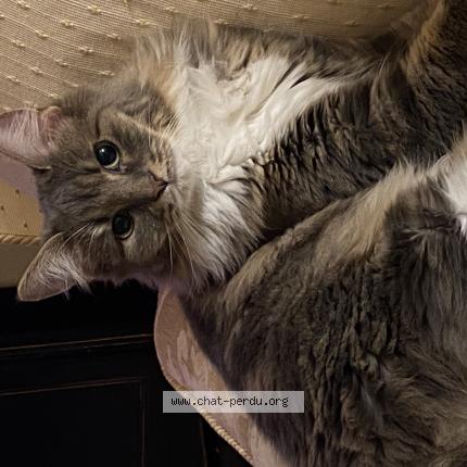 Photo 1/1 Taïka Chat lost in Boissise le roi