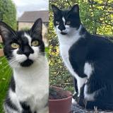 Picture of cat lost at Ecotay L Olme