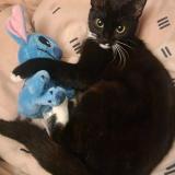 Picture of cat lost at Bruxelles