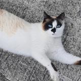 Picture of cat lost at Seysses