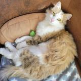 Picture of cat lost at Molleges