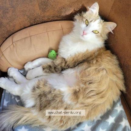 Photo 1/1 June Chat lost in Molleges