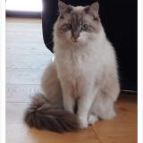 Picture of cat lost at Rochemaure