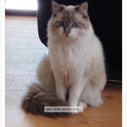 Photo 1/1 Croutard Chat lost in Rochemaure