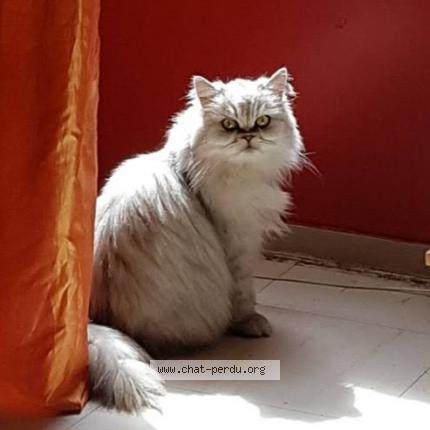 Photo 1/1 Chanel Chat lost in Aubervilliers