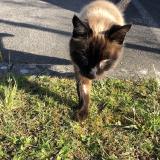 Picture of cat found at Ile Tudy