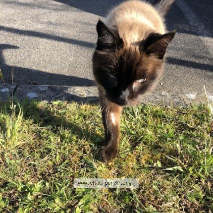 Photo 1/1 Cat reunited Found in Ile tudy